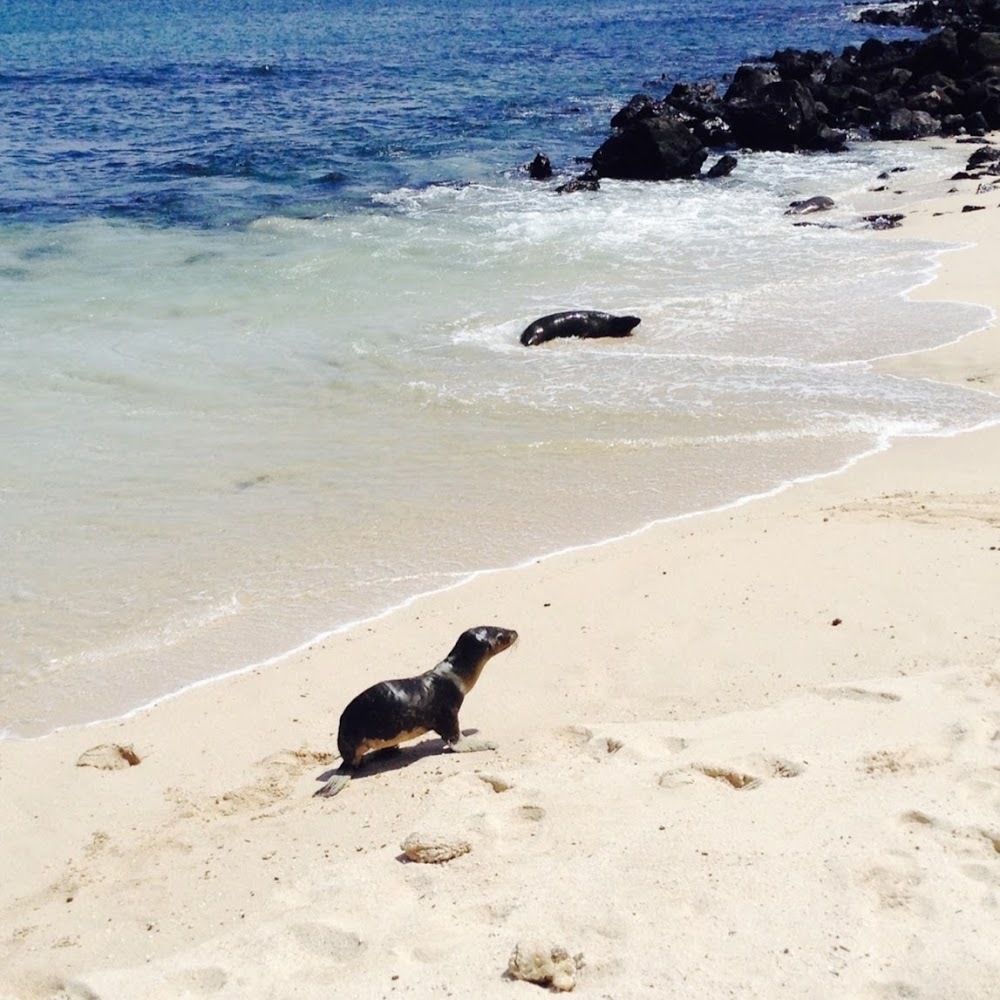 Meet your Posher, Tara